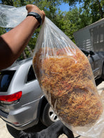 Sea Moss (Spinosum)